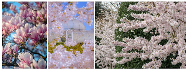 Sounds of Blossom returns to Kew Gardens this spring with music from Royal College of Music