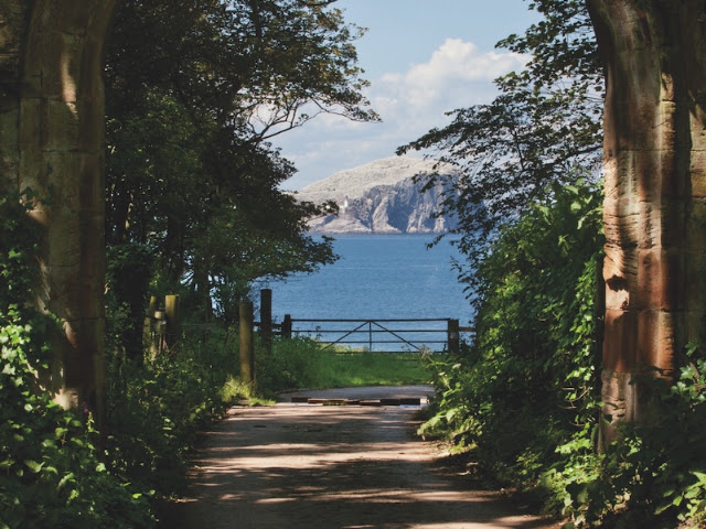 Bass Rock (Photo: Robin)